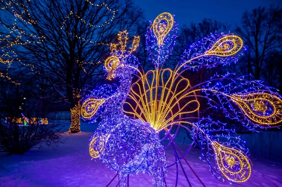 Magiczny świat zimowych weekendów w Ogrodzie Botanicznym we Wrocławiu – odkryj tropikalne skarby w sercu miasta